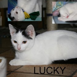 Collage Katze