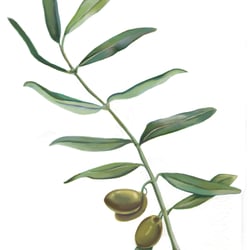 Realistische Illustration