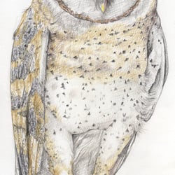 Buntstifte