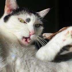 Nice Cat Bastet…