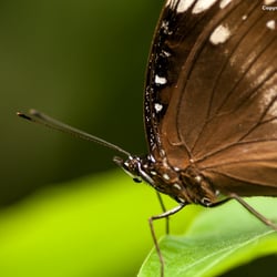 Hypolimnas bolina