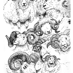 Widder 1
