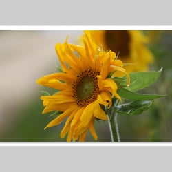 Makrofotografie