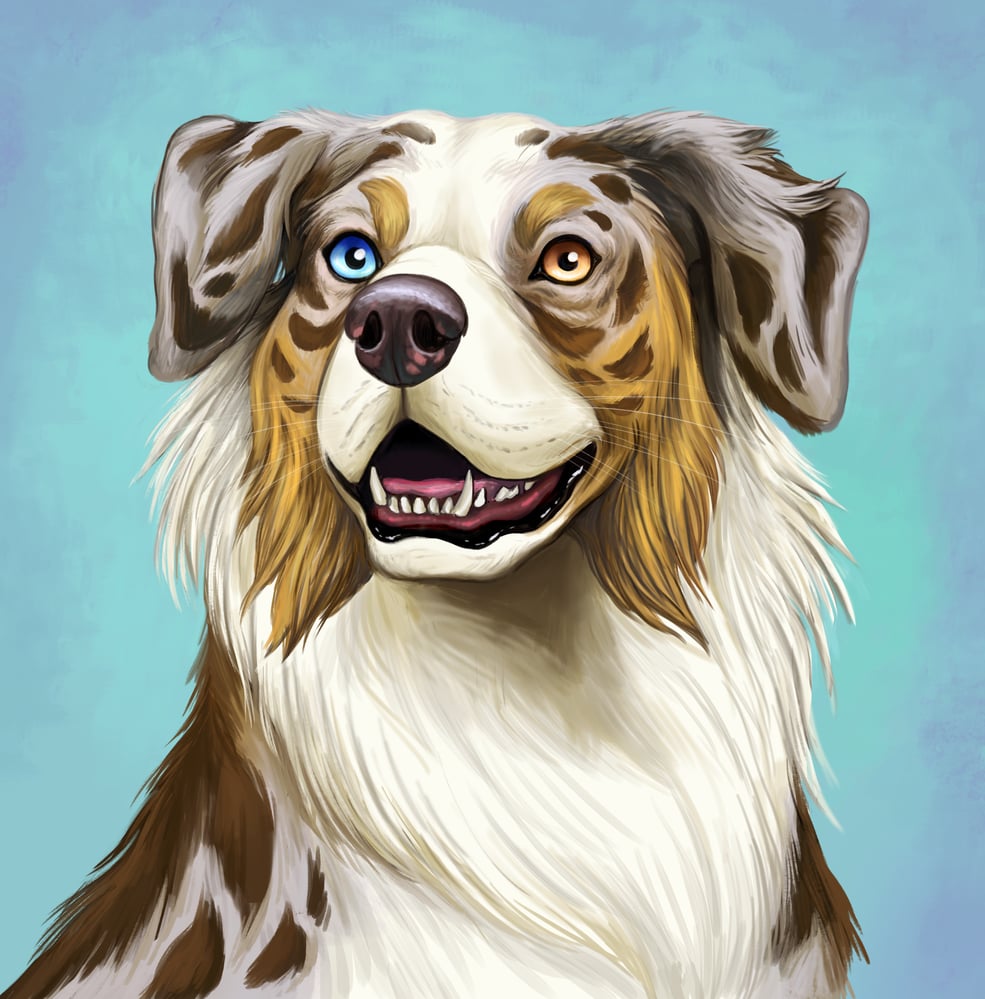 Australischer Schäferhund