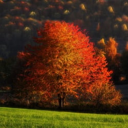 Fall Of Autumn
