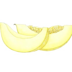Netz-Melone