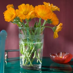 Calendula