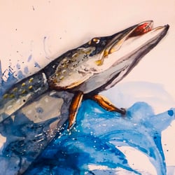 Hecht auf der Jagd