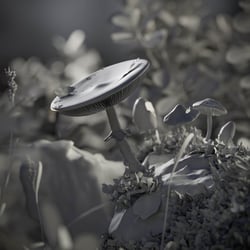 CGI Pilzszene Clayrender