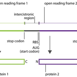 Polycistronic mRNA