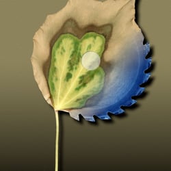FräsBlatt