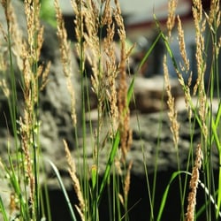 Grasgeflüster