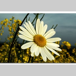 Fotografie-Natur