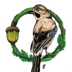Eichelhäher – Illustration
