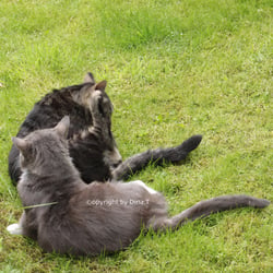 Cats Juli 2014 © by Dina.T
