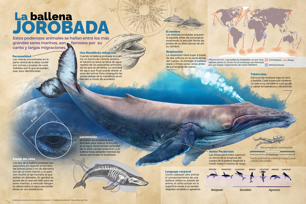 Wissenschaftliche Illustration / Infografik / The Humpback