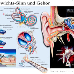 Das Gehör & der Gleichgewichtssinn