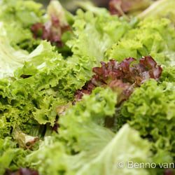 Salat (Aufnahme für eine Broschüre)