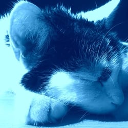 Bastet Experience 04