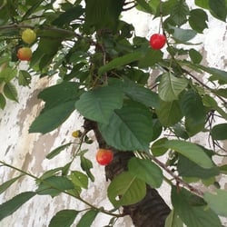 Kirschbaum 03