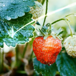 Erdbeeren mit Overlay