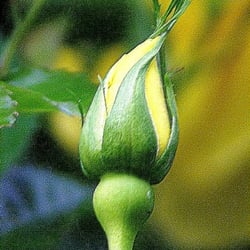 Rose11