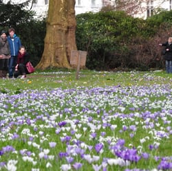 Schlossgarten Frühblüher