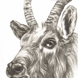 Bock