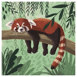 Roter Panda