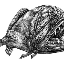 fangzahnfisch