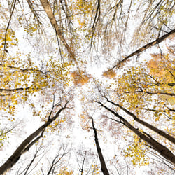 Giant Trees XI ****