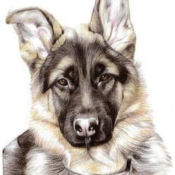 Portrait Schäferhund
