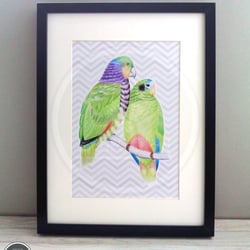 twosome parrots | farbstiftzeichnung