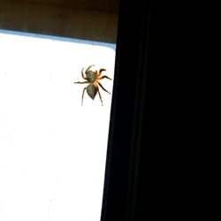 The Spider