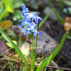 Frühblüher im Garten