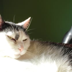 Bastet