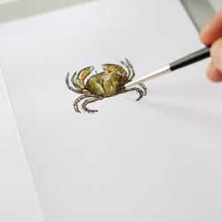 Analoge Illustration / Strandkrabbe