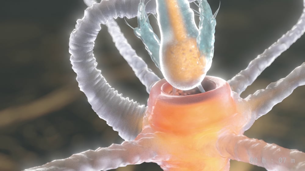 Wissenschaftliche Visualisierung einer Hydra