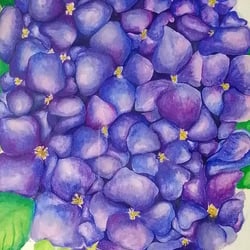 Crysanthemums
