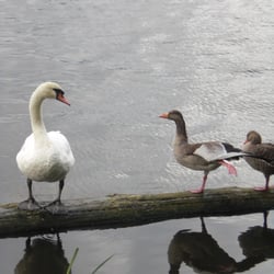 Swan 2