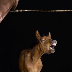 horses I