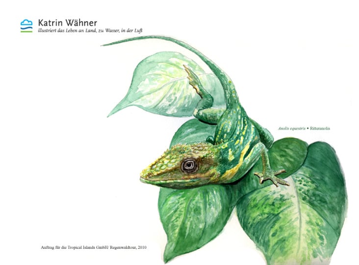 Ritteranolis, Tropicals Islands Management GmbH, 2010