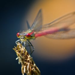 Libelle