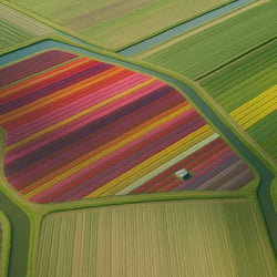 Eine Luftaufnahme der Tulpenfelder bei Amsterdam inspirierte mich dazu, die Hauptidee zu finden.