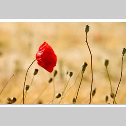 Makrofotografie