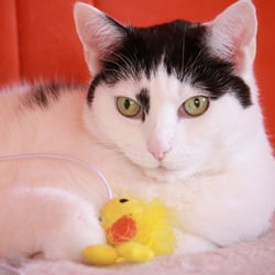 Bastet the Cat 2012 Teil 02