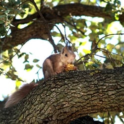Eichhörnchen