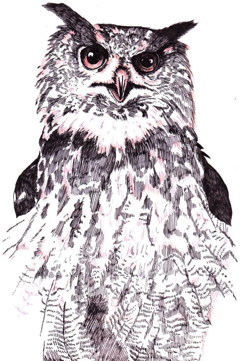 Eule