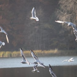 Photography 2012 Flight…and swim