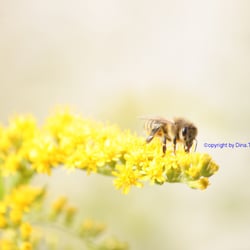 Nature – 2014 – Foto Übungen